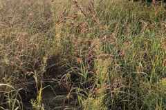 εικόνα_Viber_2024-01-08_12-42-23-535